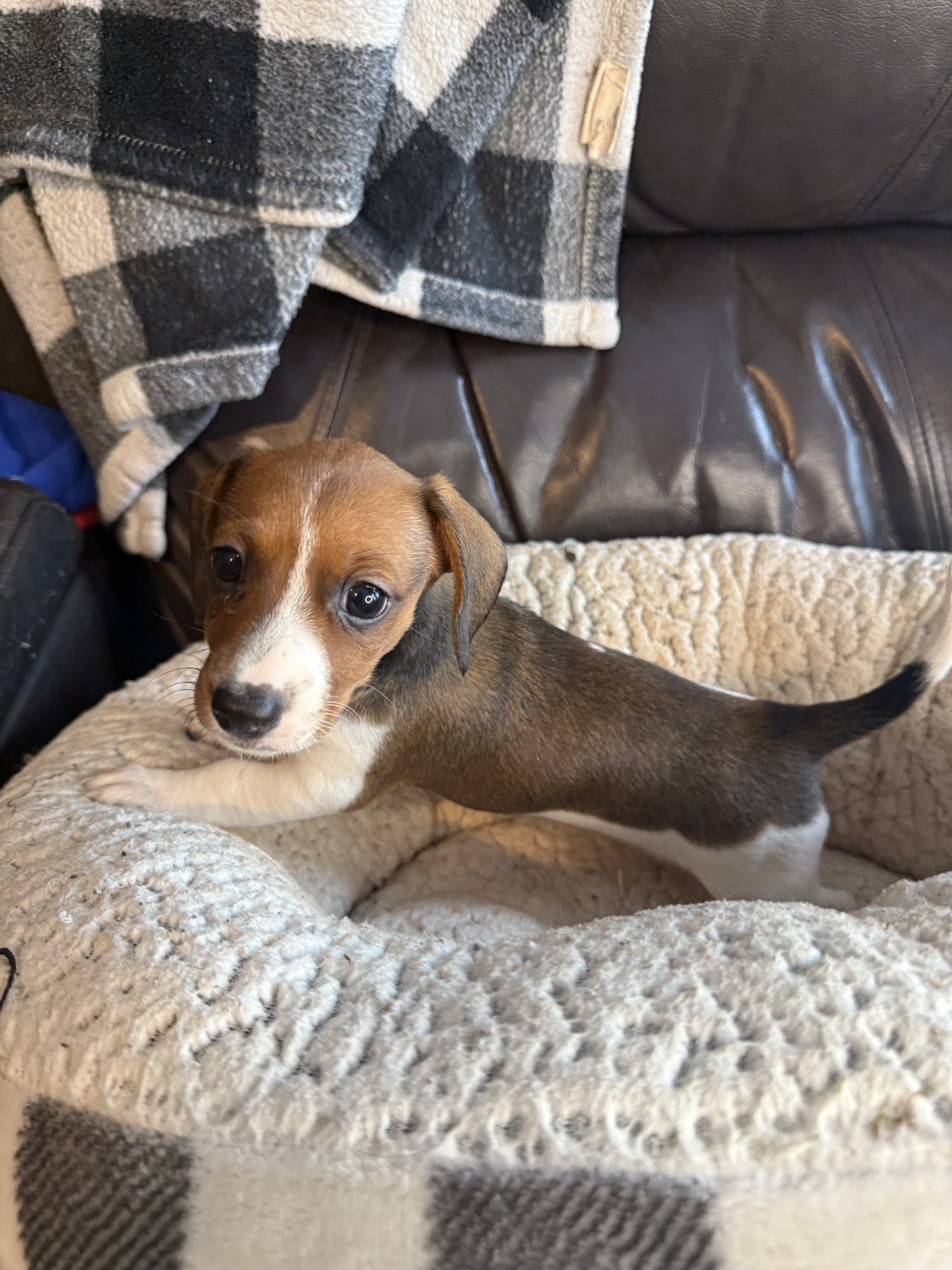A brown and white puppy with large dark eyes lying on a fuzzy cream-colored blanket, with a plaid blanket and a brown leather couch in the background.
