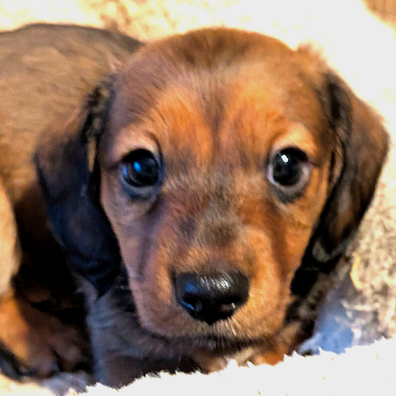 Close-up of a brown and black dachshund puppy with large, shiny eyes and floppy ears.