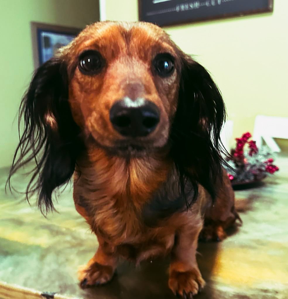 Miniature dachshund puppy at Carolina Dachshunds in South Carolina