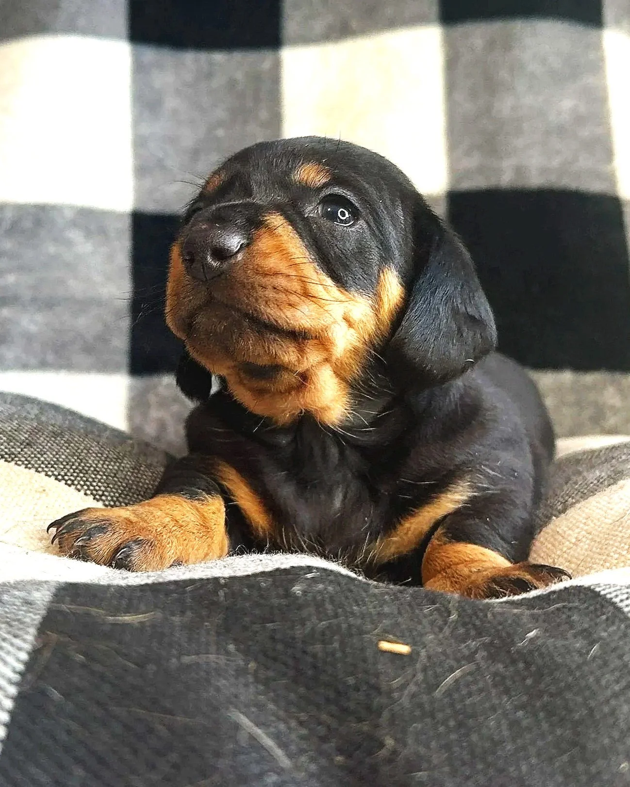 Miniature dachshund puppy at Carolina Dachshunds in South Carolina