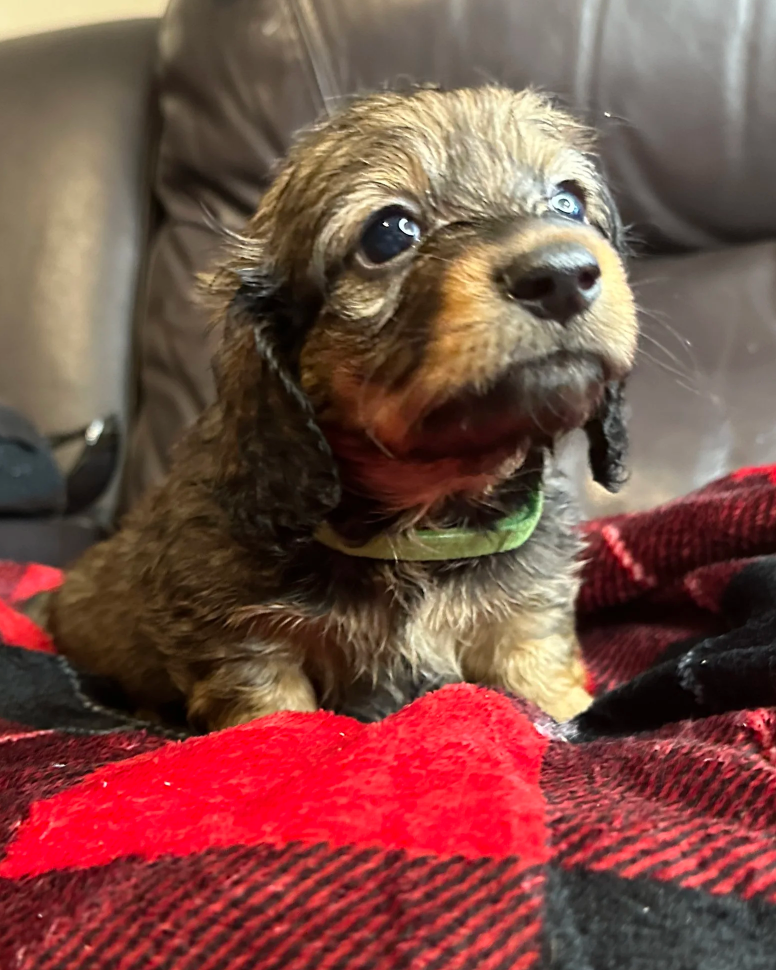 Miniature dachshund puppy at Carolina Dachshunds in South Carolina