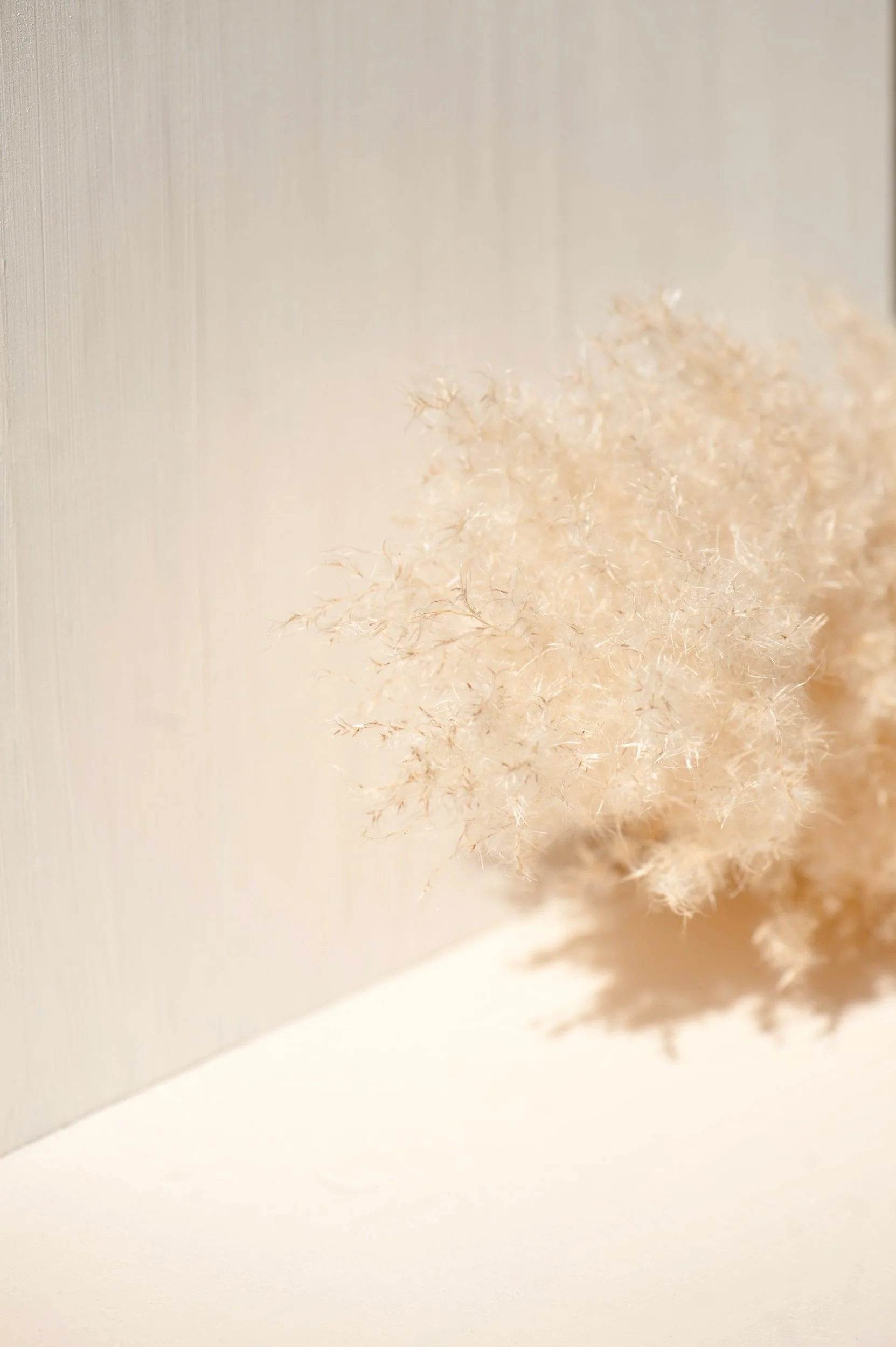 A soft, beige, feathery plant or decoration leaning against a cream-colored wall with a subtle texture.