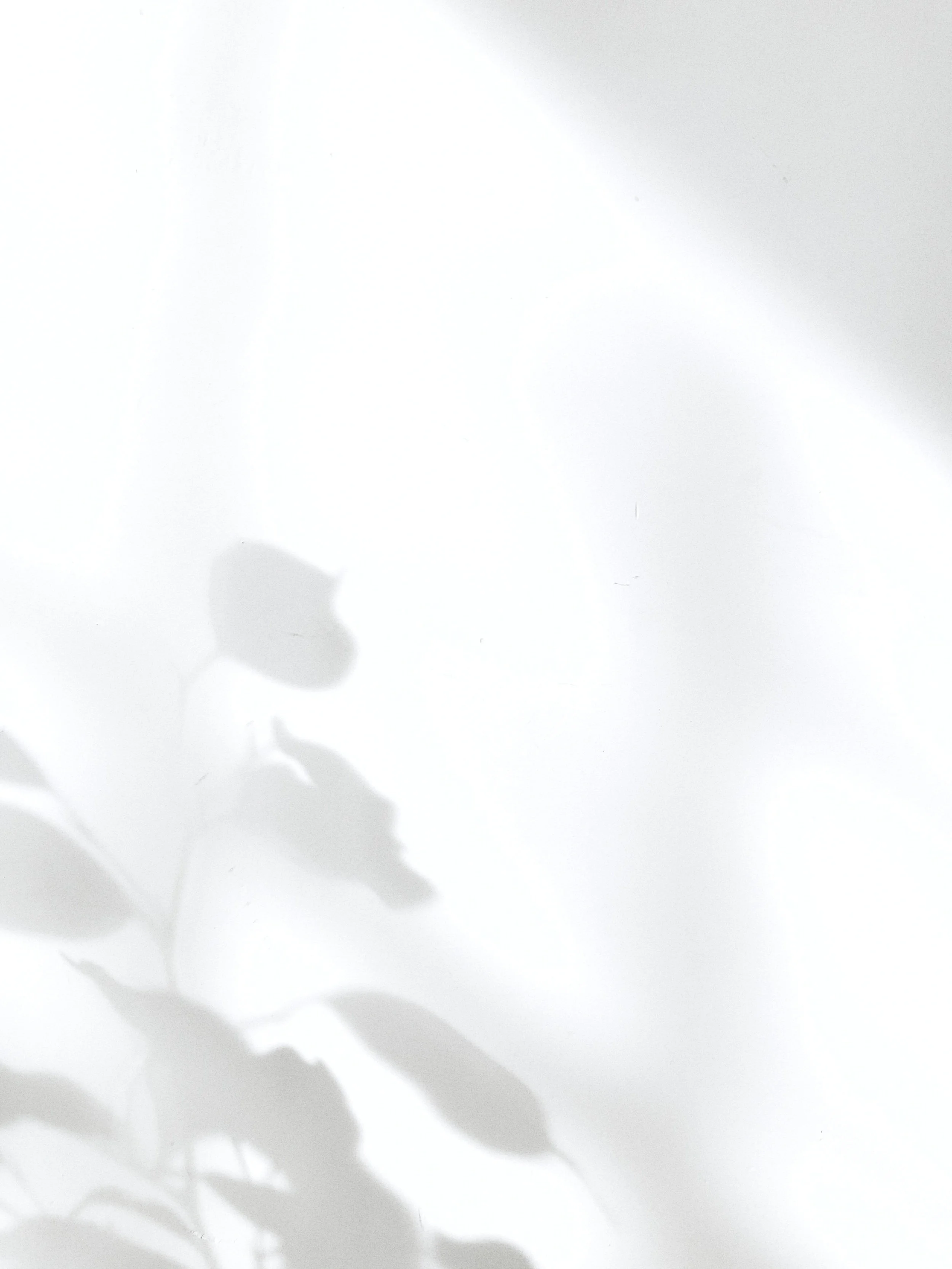 Shadows of leaves on a white surface with sunlight