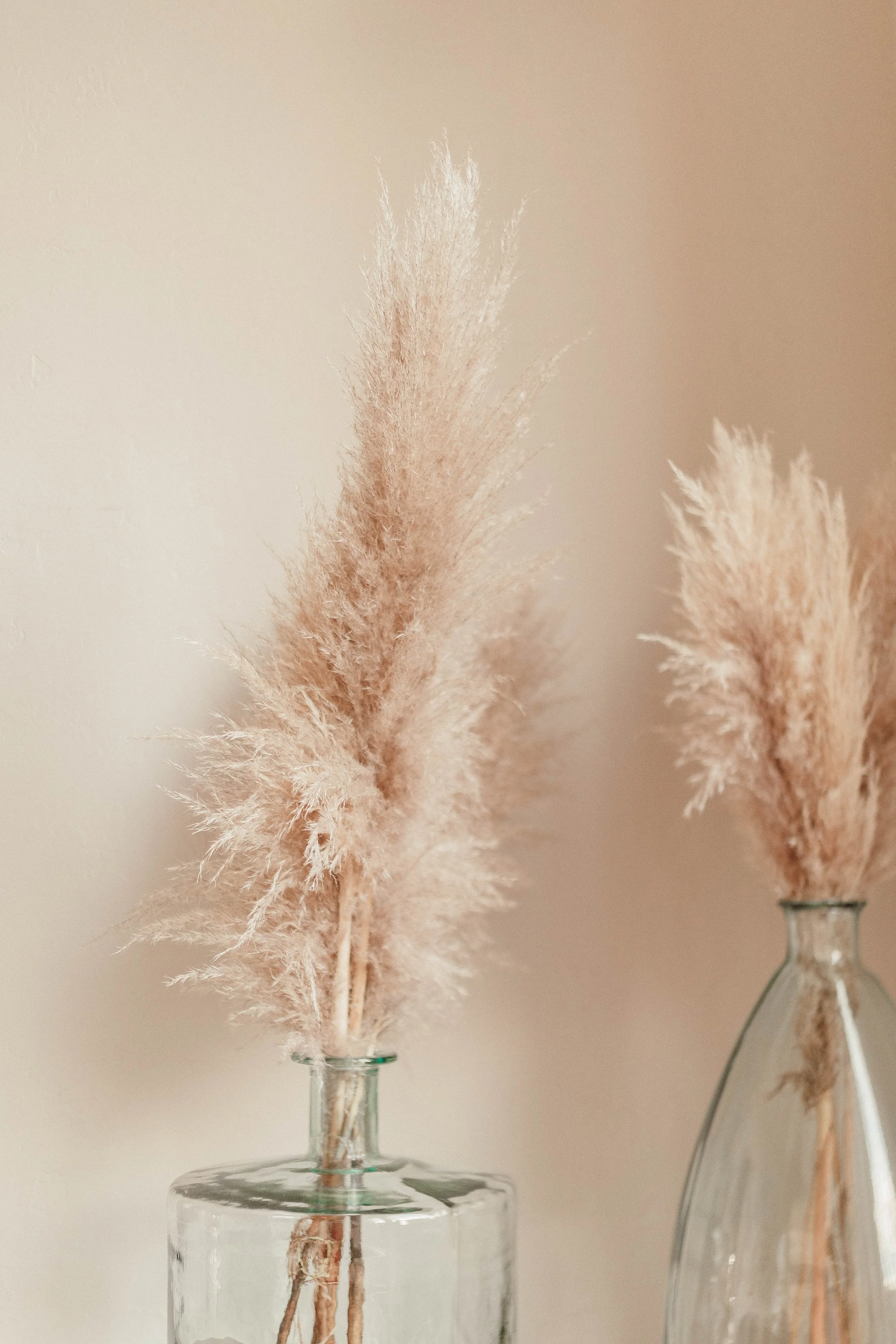 Two vases with dried pampas grass stalks against a neutral background.