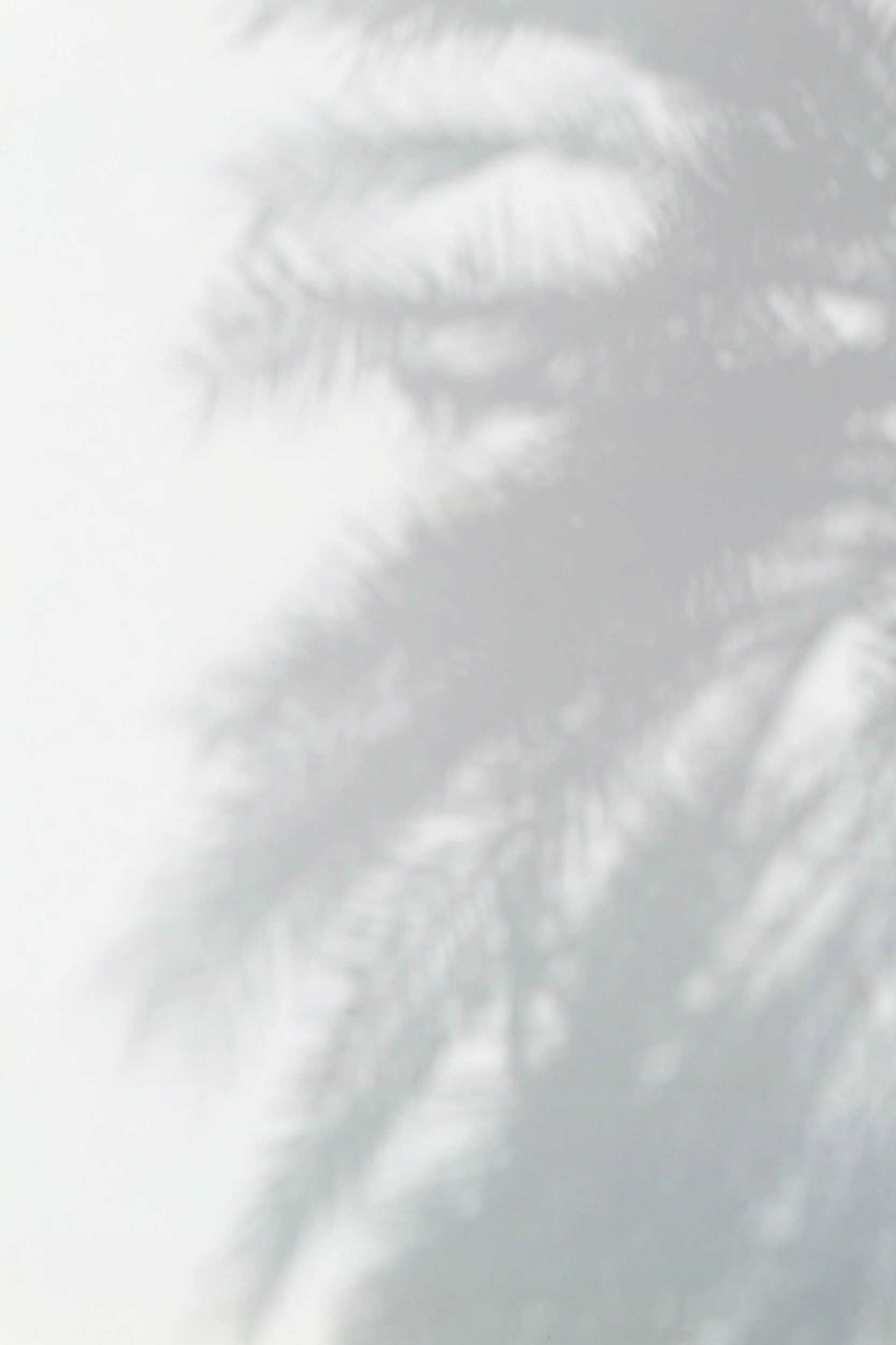 Close-up of fern leaves casting shadows on a white surface with a subtle background texture.