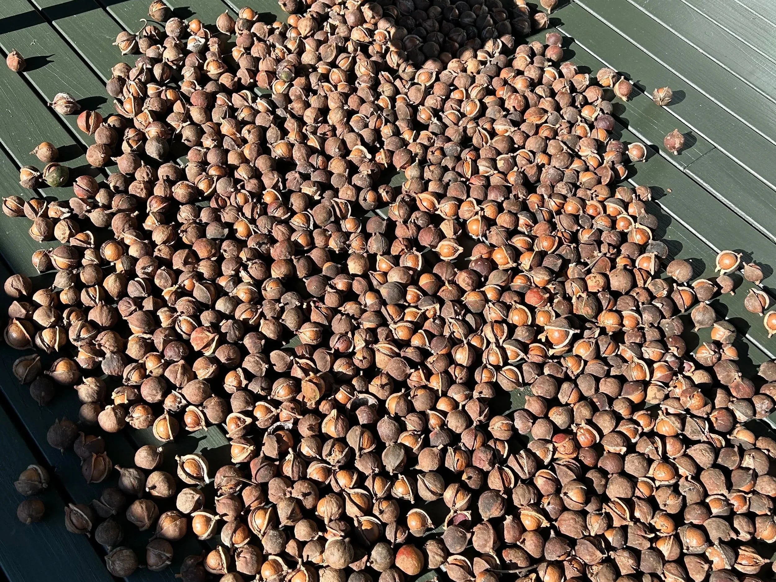 nuts.jpg