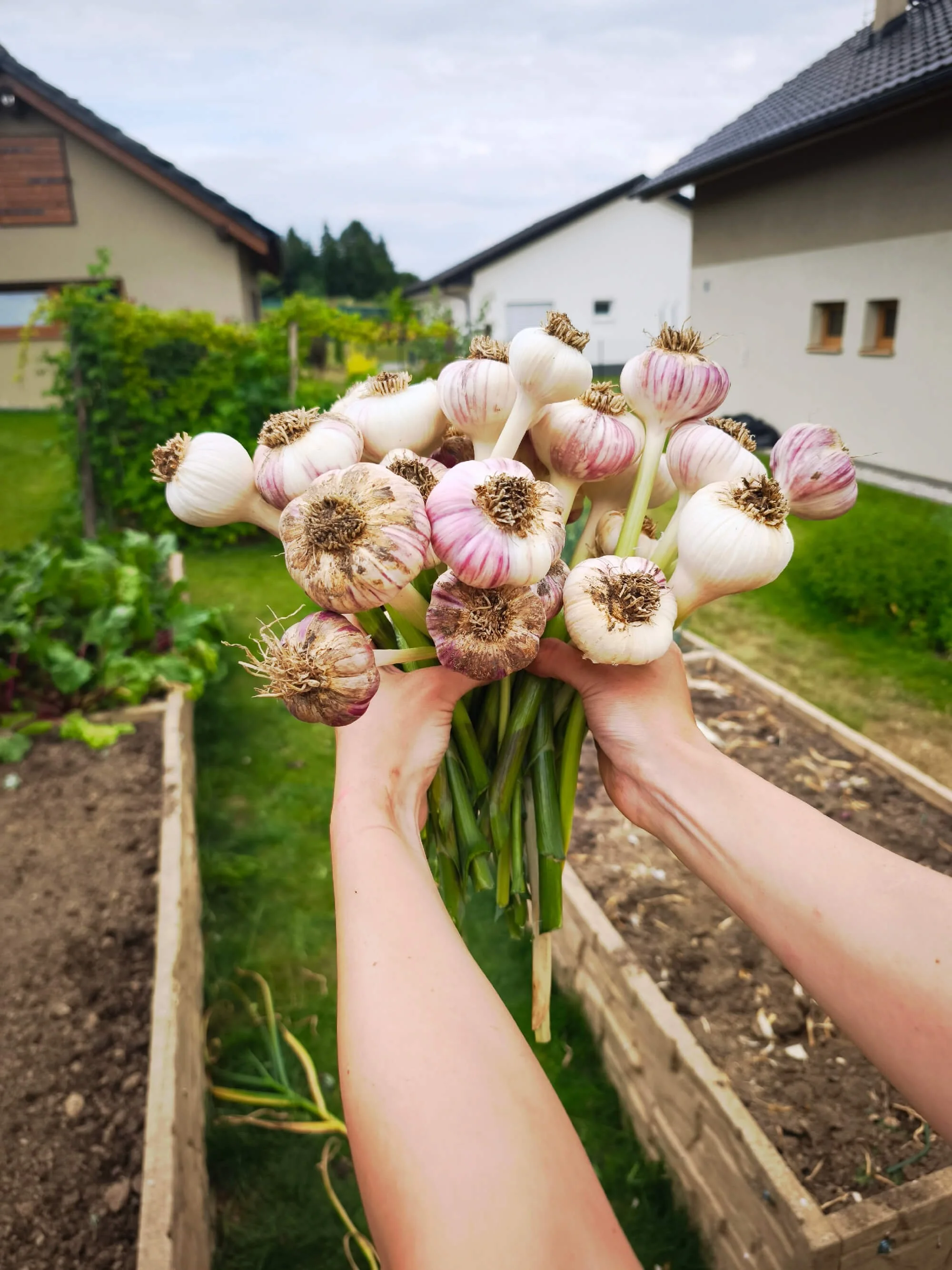 Česnek vypěstovaný na zahradě