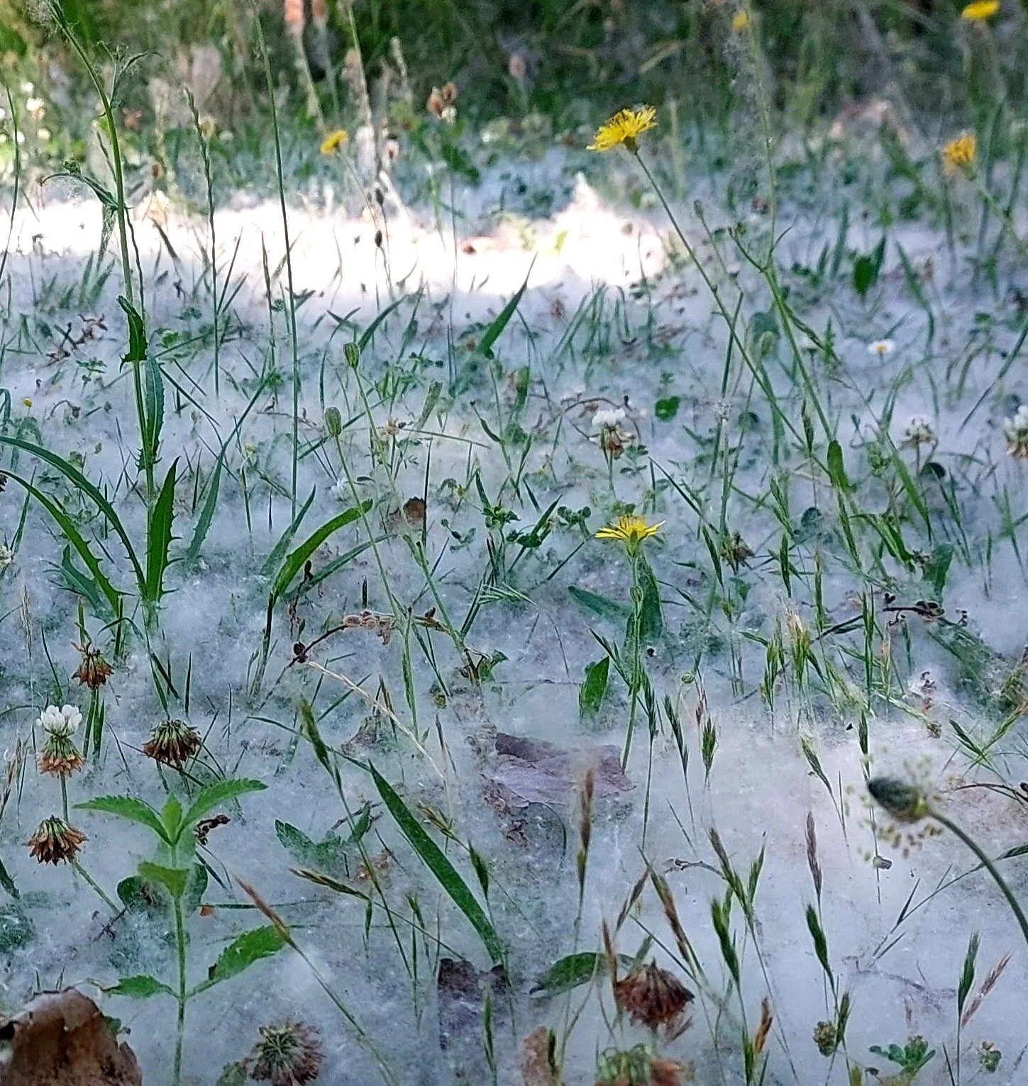 Close-up of green grass and small wildflowers growing through a layer of snow or frost.