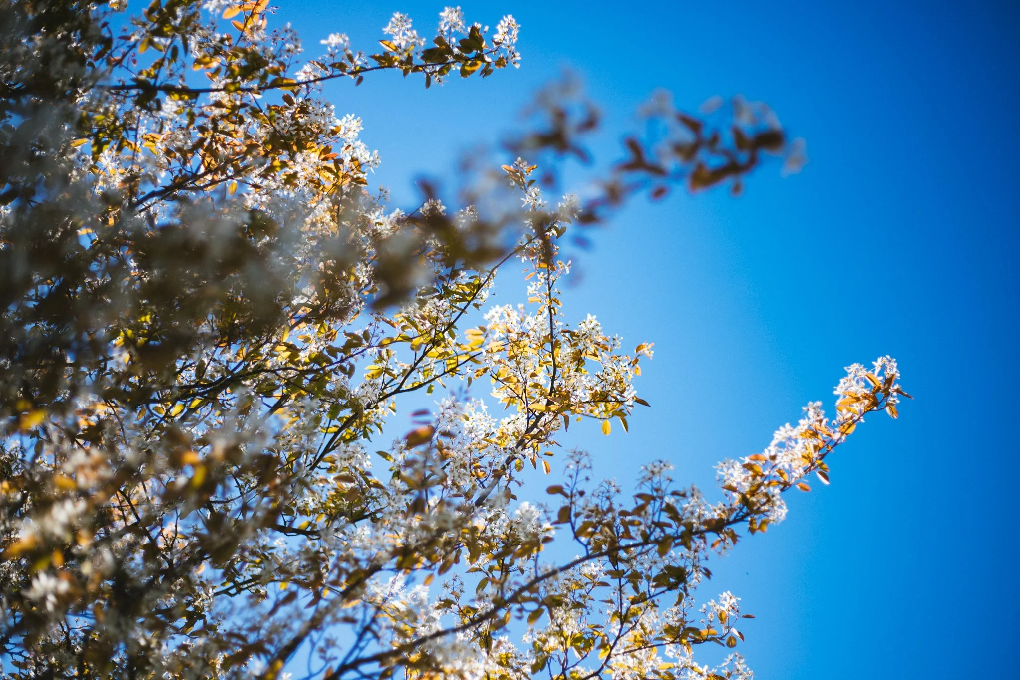 en vår och en sommar-1.jpg