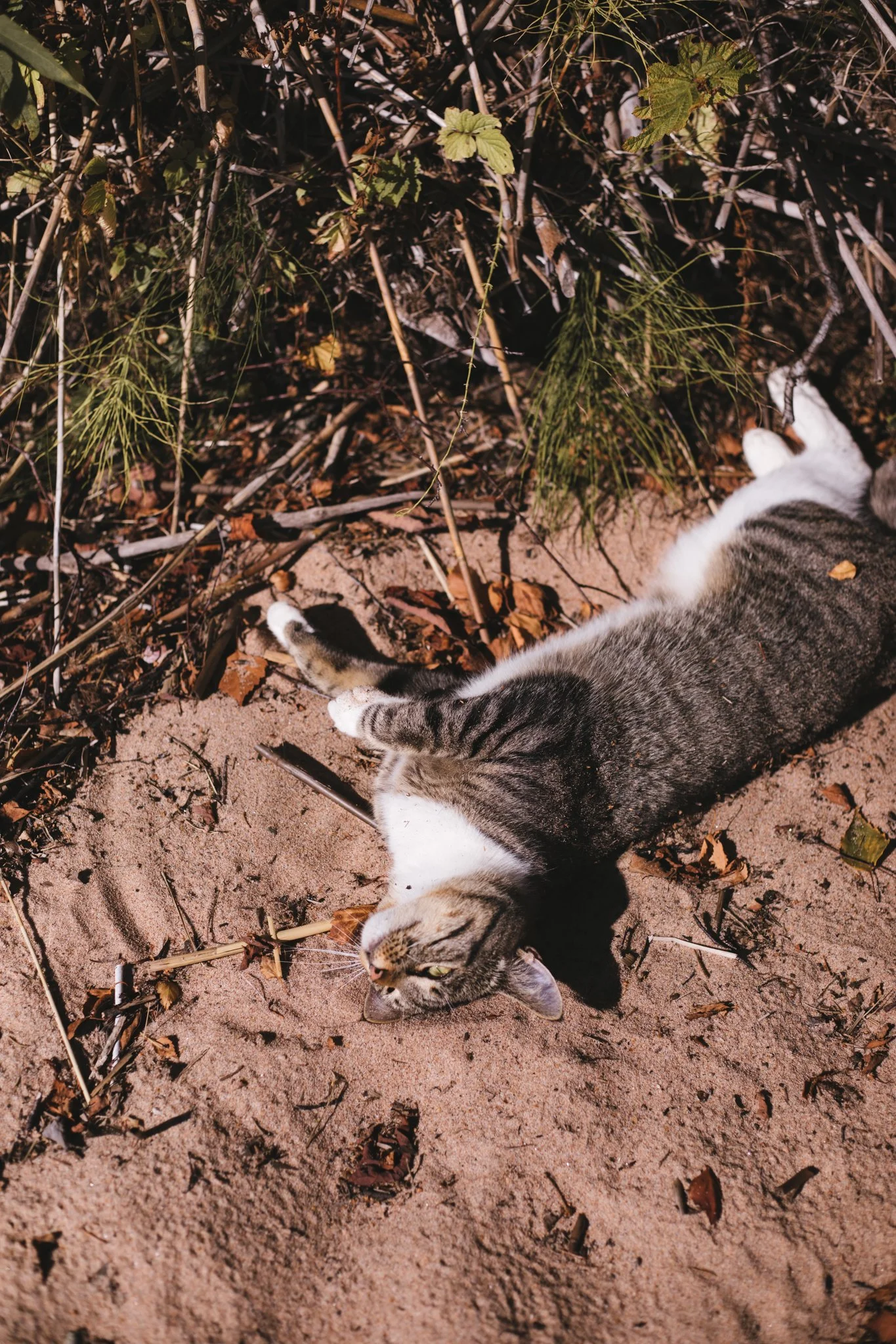 malin gravid-4.jpg
