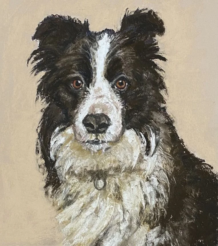 A painting of a border collie dog with black and white fur, brown eyes, and a collar with a tag.