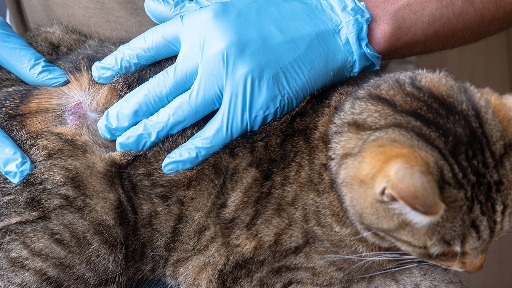 Veterinär untersucht Katze mit blauen Handschuhen am Bauch auf Verletzungen oder Krankheiten.