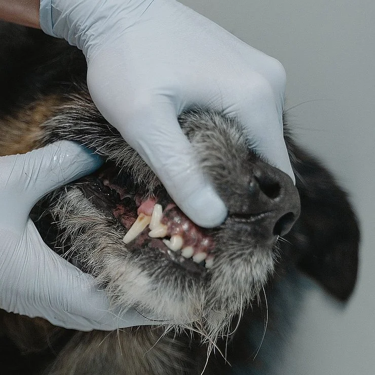 Ein Tierarzt hält ein Hundemaul mit einer Hand in einem guten Licht, um die Zähne des Hundes zu untersuchen.