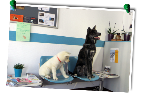 Ein Welpe und ein großer schwarzer Hund sitzen auf einer Bank in einem Wartezimmr, umgeben von Zeitschriften, Pflanzen und Pinnwänden.