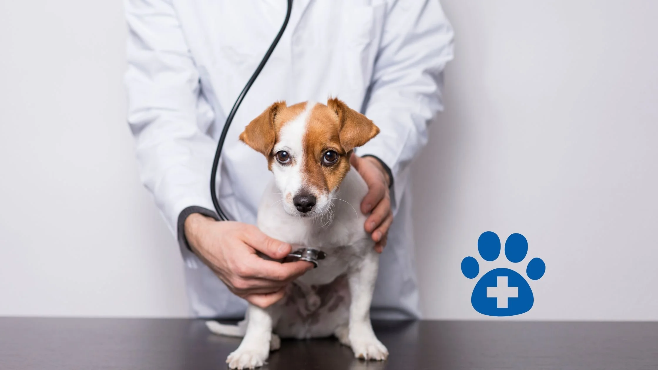 Ein Tierarzt untersucht einen kleinen Hund mit einem Stethoskop in einer Tierarztpraxis.