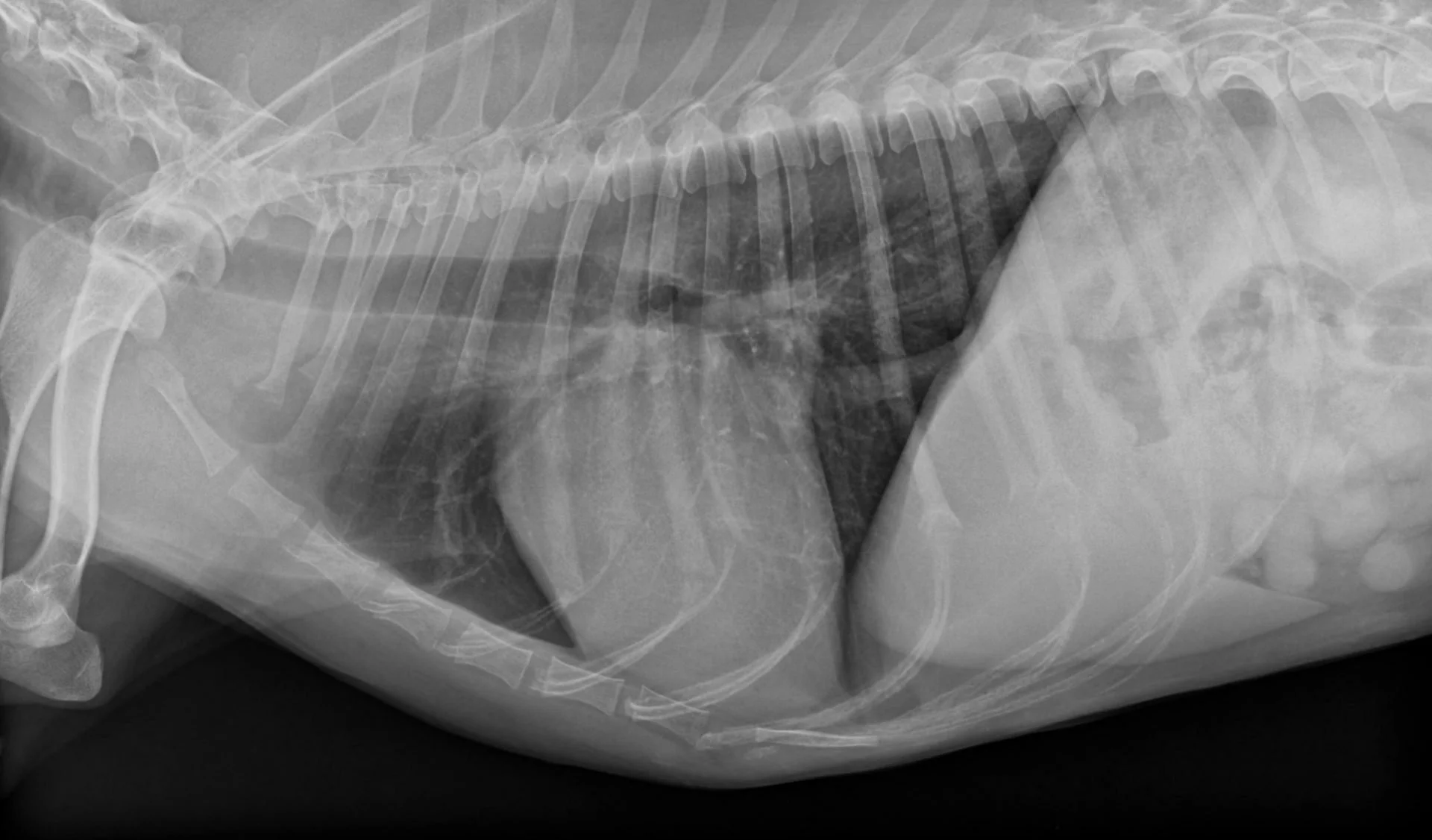 Röntgenaufnahme eines Tieres, vermutlich eines Hundes, Bauchbereich mit sichtbaren Rippen, Wirbelsäule und inneren Organen.