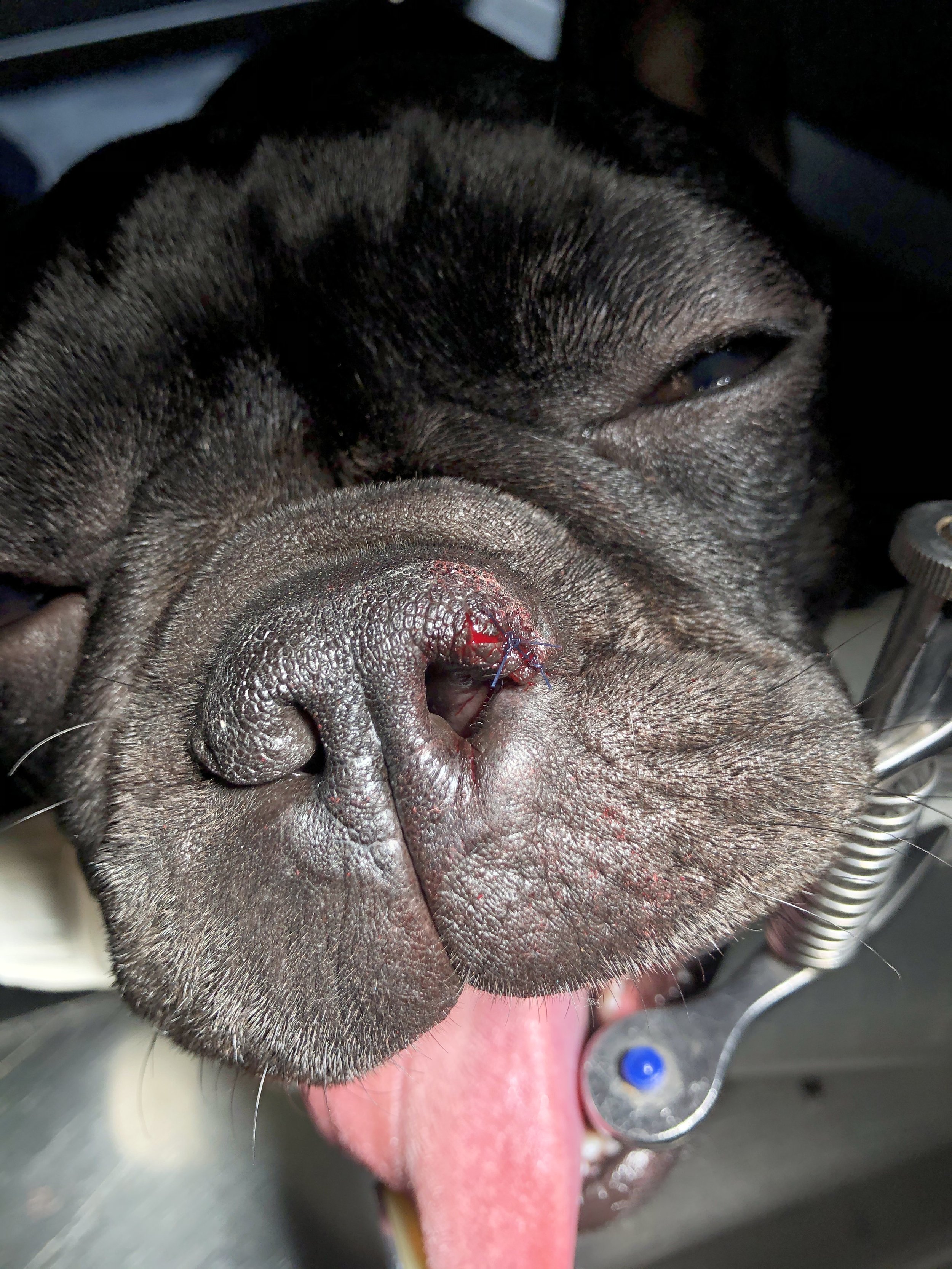 Nahaufnahme eines Hundes mit geschlossenen Augen, sichtbarer Narkosemaske an der Schnauze, die Zunge hängt heraus, und ein kleiner Schnitt mit Naht ist sichtbar.