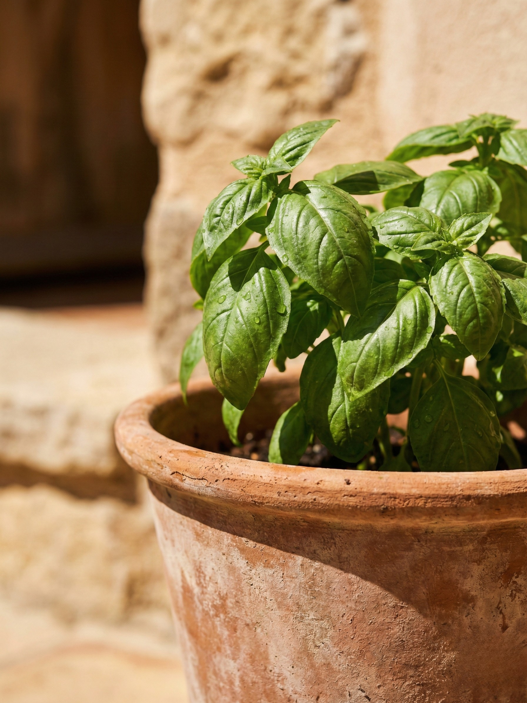 pott with a basil plant