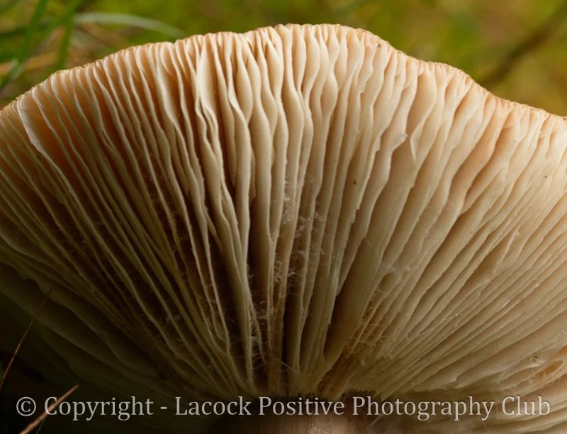 Caroline_Fungi 2.jpg