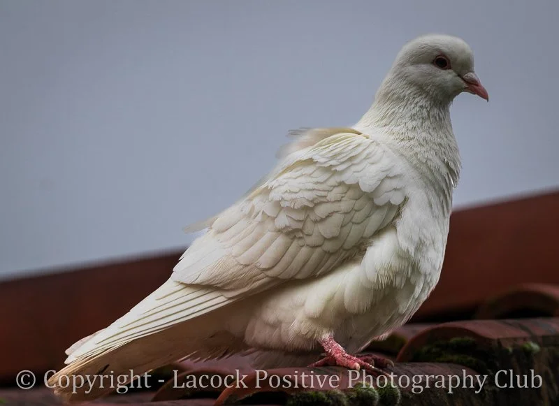 Jan 26 - dove - Ann.jpg