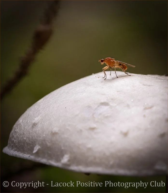 Craig P - Macro - Yellow Dung Fly.jpg