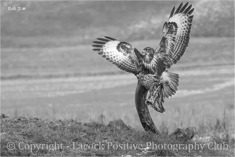 Rob_R for Raptor.jpg