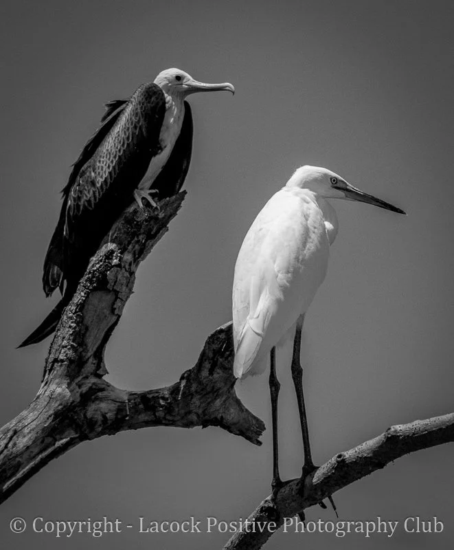 Helen B&W wildlife.jpg