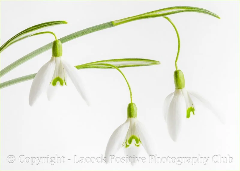 SueP_Macro 2_Winter_s Grace.jpg