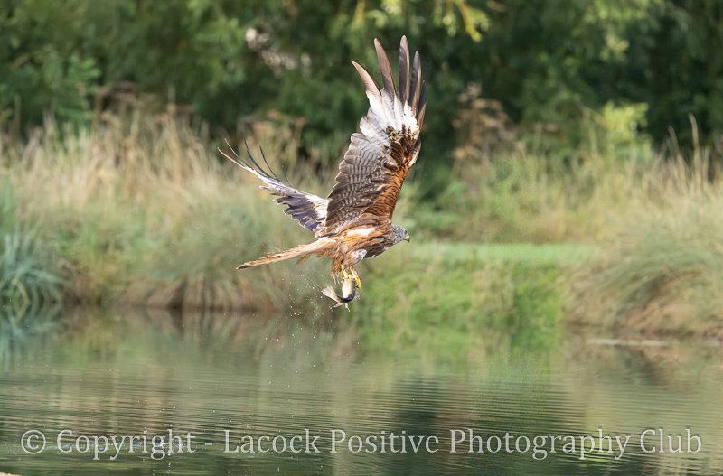 Pam Bamford - Red Kite.jpg
