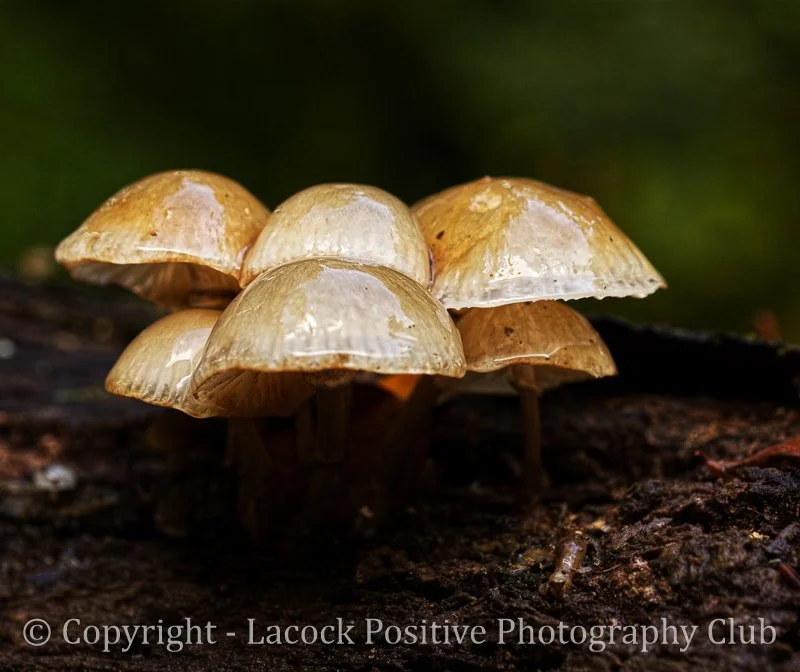 Caroline_Fungi 6.jpg