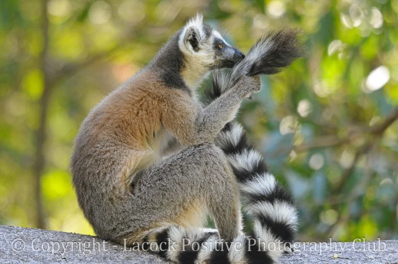 Jeremy-Ring-tailed Lemur.jpg