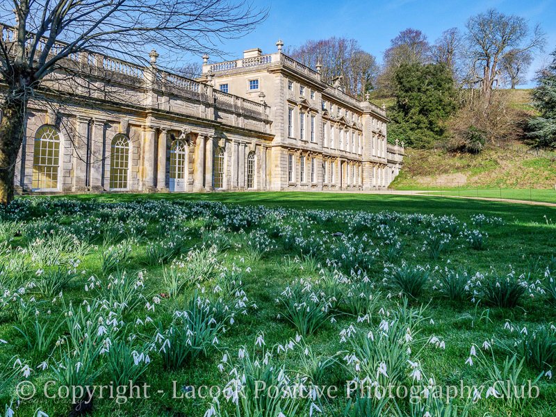 Roger - Snowdrops at Dyrham.jpg