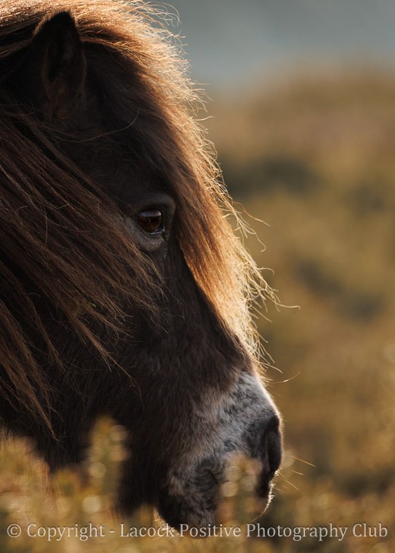 Julia March Exmoor.jpg