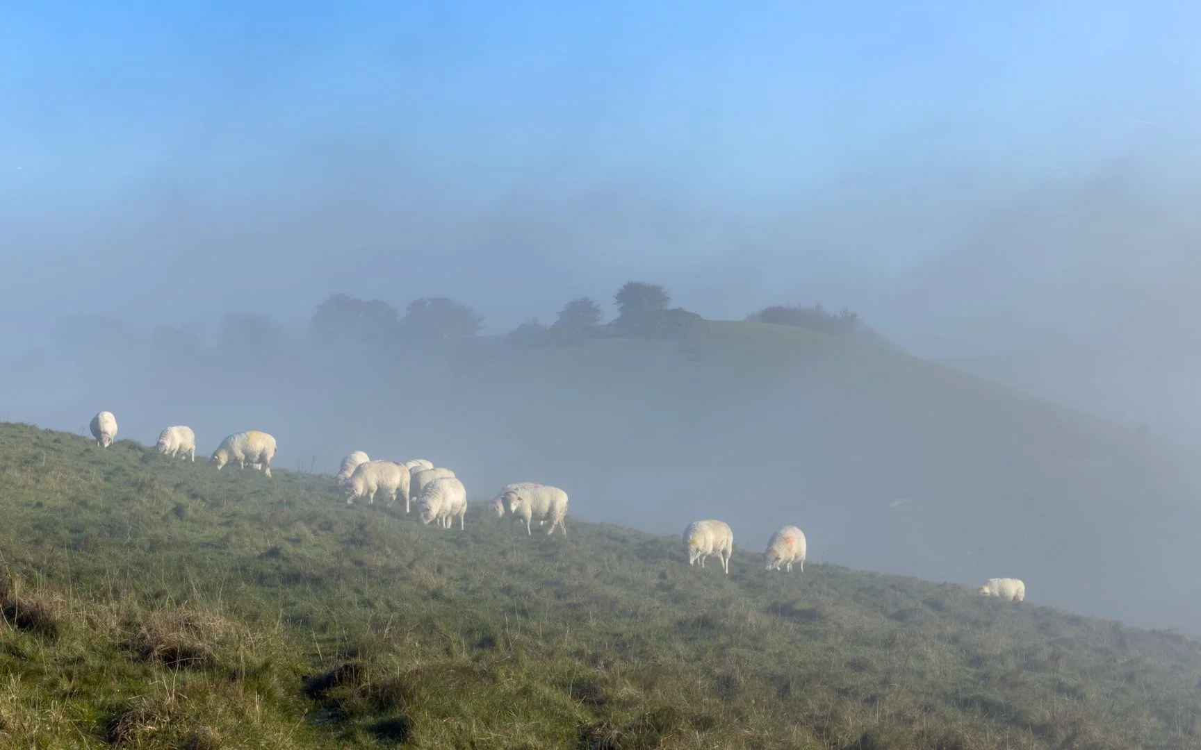 David S Knapp Hill.jpg