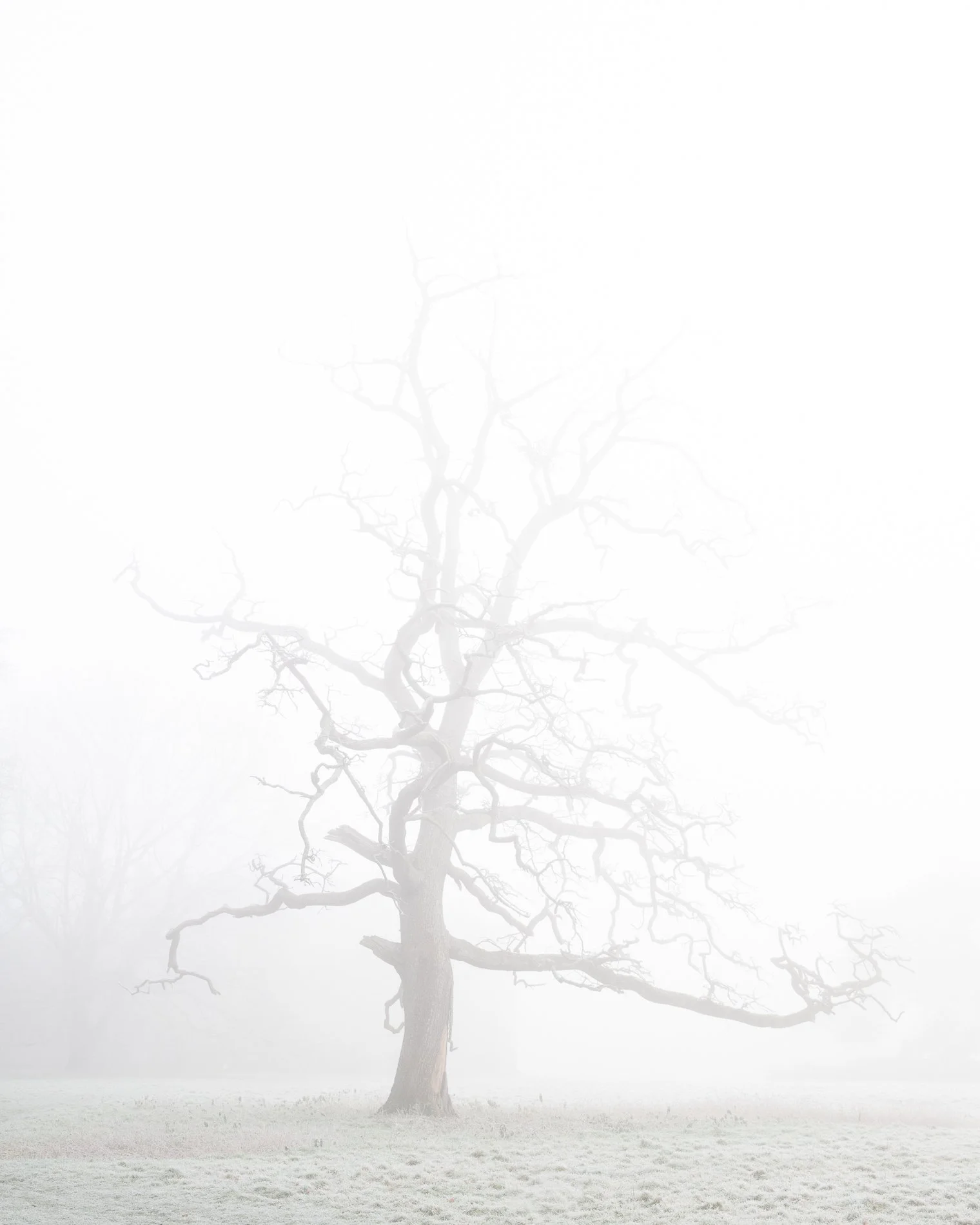 Danny - Stranger Things Tree.jpg