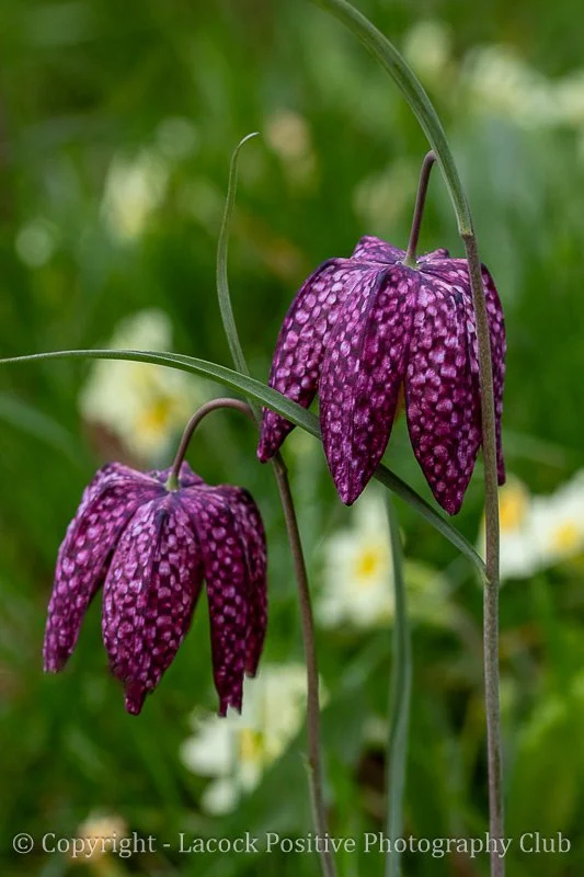 Ann Horne - March_.jpg