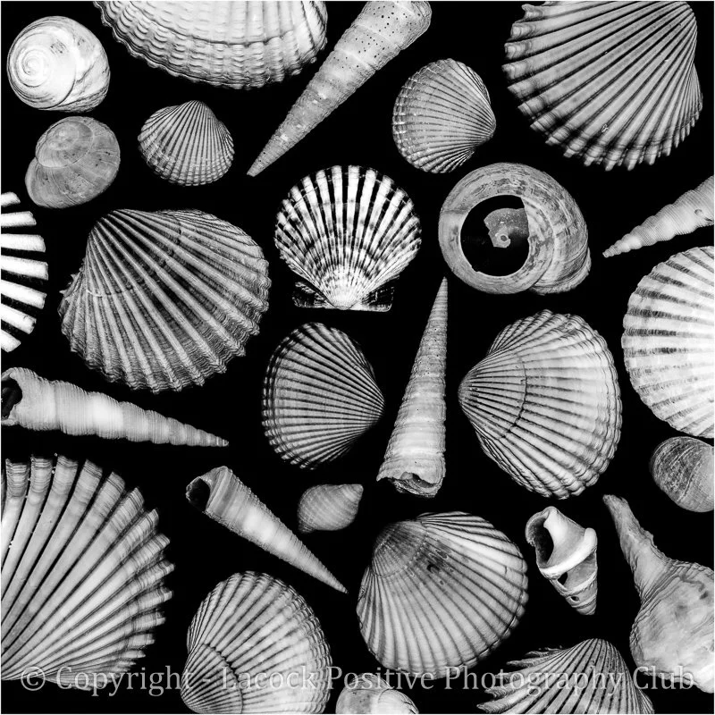 SueP_S for Shells.jpg