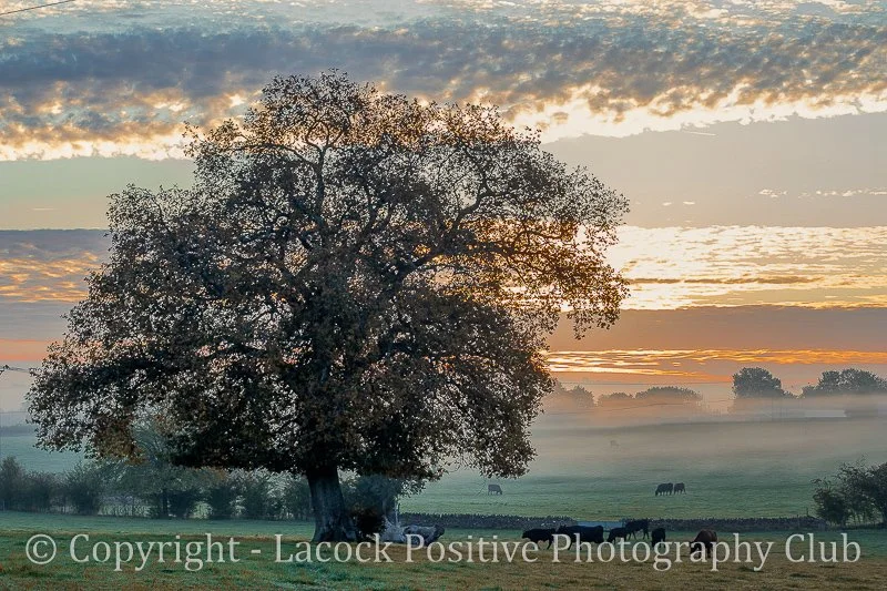 Ann - September morning_.jpg
