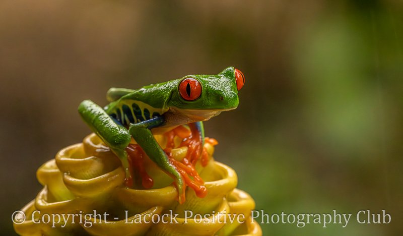 Tony Bamford - Tree Frog.jpg