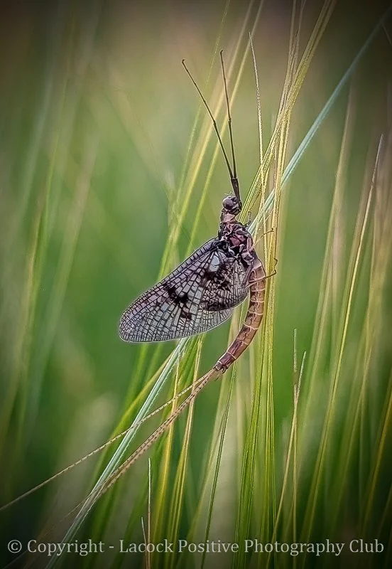 Copy of Copy of Craig - Mayfly Phone Shot.jpg