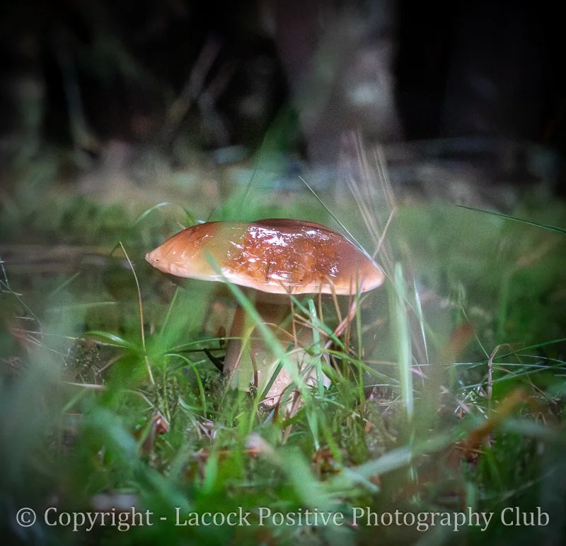 Ann H - Savernake (1).jpg