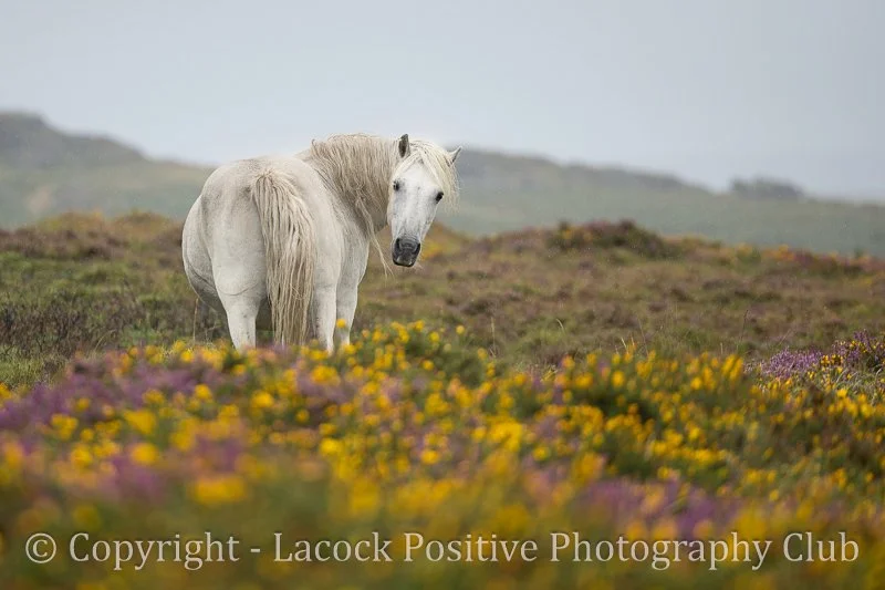 Julia - WPD on Dartmoor.jpg
