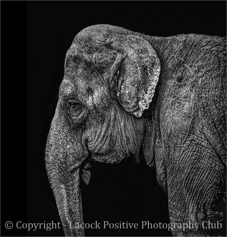 Craig - Wildlife - Anguish of Anne.jpg