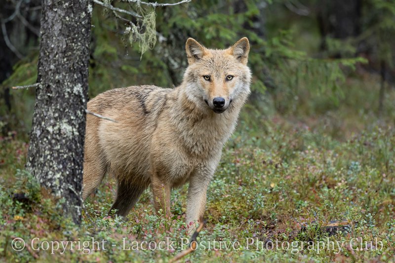 Julia_The forest in September.jpg