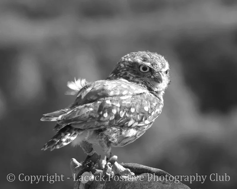Caroline B&W Little owl.jpg