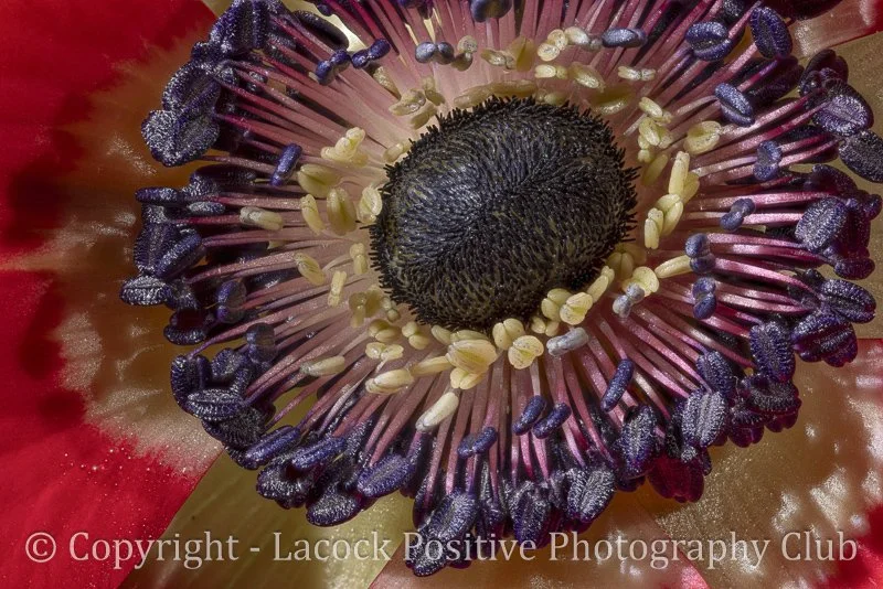 Tony Bamford - Anemone.jpg