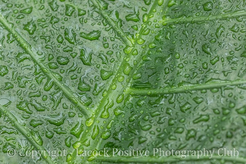 Tony Bamford - Wet Leaf 1.jpg