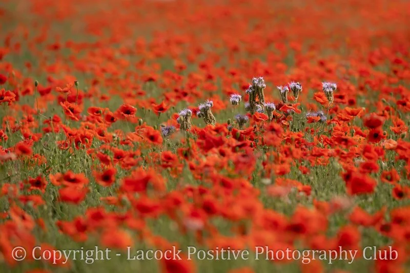 Craig - WPD - Lacy phacelia in Poppy Field.jpg