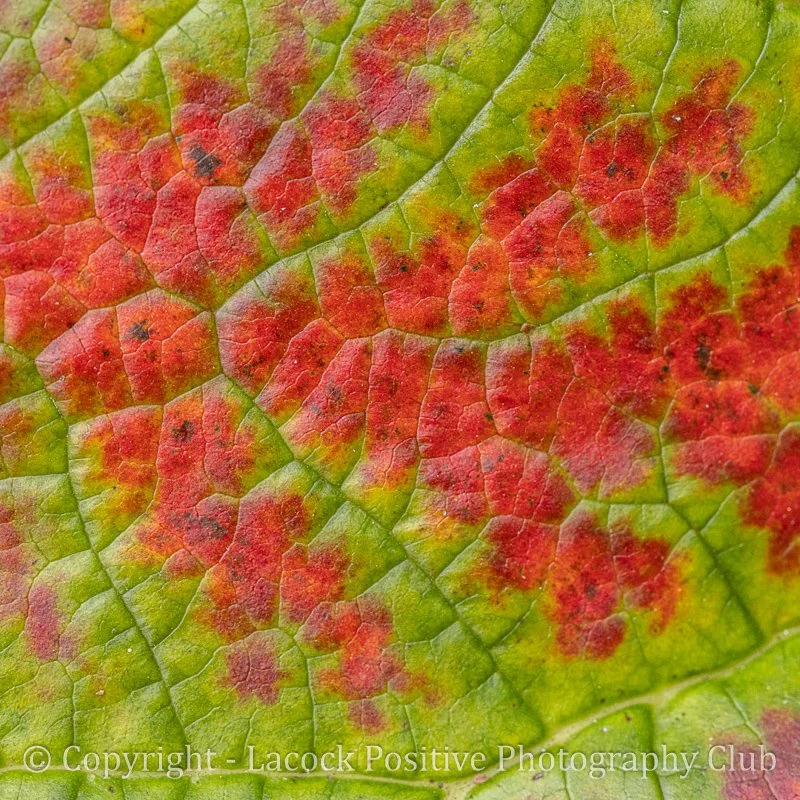 Pam Bamford - Autumn Colour.jpg