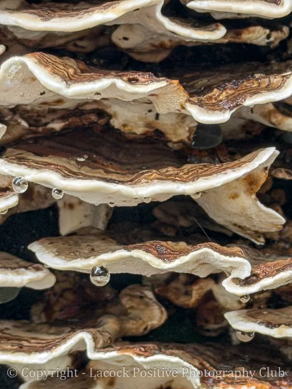 x Fungi - David S-2.jpg